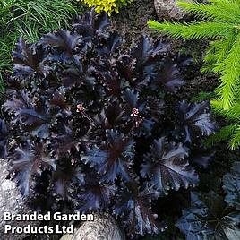 Heuchera Black Pearl