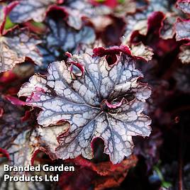 Heuchera Blackberry Jam