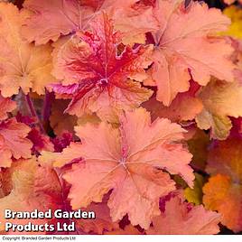 Heuchera Caramel