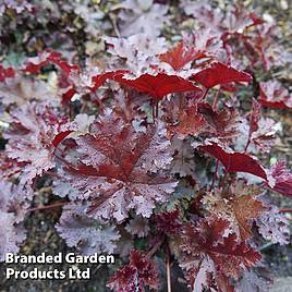 Heuchera Chocolate Ruffles