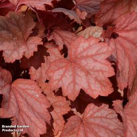 Heuchera Dusty Red