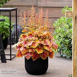 Heuchera Eternal Flame