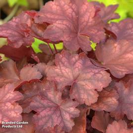 Heuchera Fire Chief
