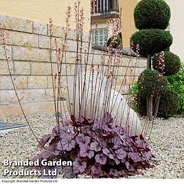 Heuchera Forever Purple