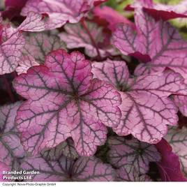Heuchera Forever Purple