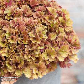 Heuchera Frilly