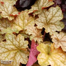 Heuchera Ginger Ale