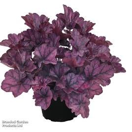 Heuchera Indigo Purple