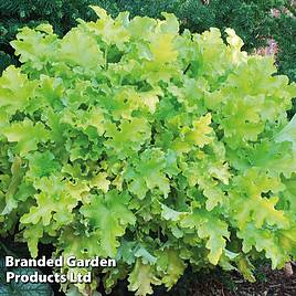 Heuchera Lime Marmalade