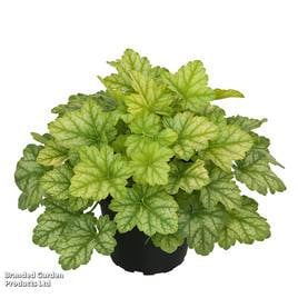 Heuchera Lime