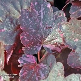 Heuchera Midnight Rose