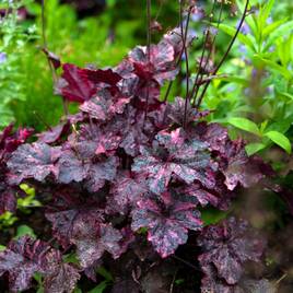Heuchera Midnight Rose