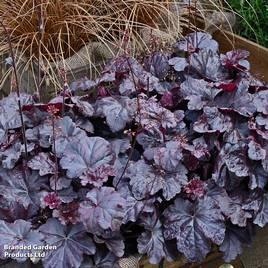 Heuchera Obsidian
