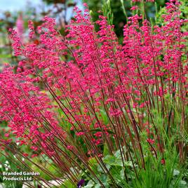 Heuchera Paris