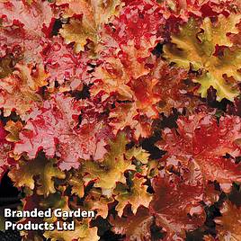 Heuchera Peach Crisp