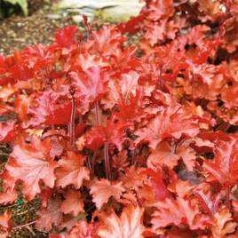 Heuchera Peach Flambe