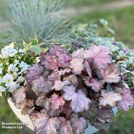 Heuchera Pinky Panky