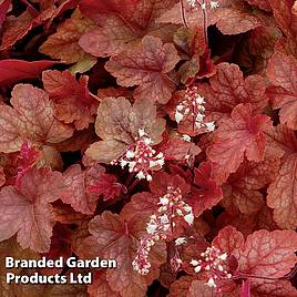 Heucherella Redstone Falls