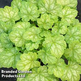 Heuchera Sweet Caroline