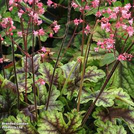 Heucherella Tapestry