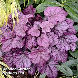 Heuchera Wild Rose