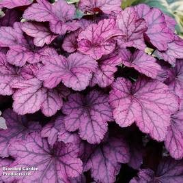 Heuchera Wild Rose