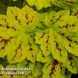 Heucherella Solar Power