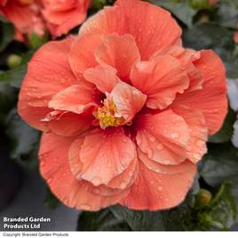 Hibiscus rosa sinensis HibisQs Adonicus Double Orange