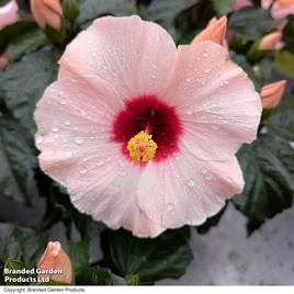 Hibiscus rosa sinensis HibisQs Adonicus Rosa