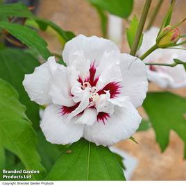 Hibiscus syriacus Lady Stanley