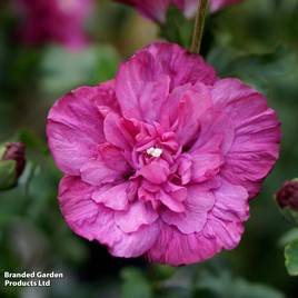 Hibiscus syriacus Magenta Chiffon