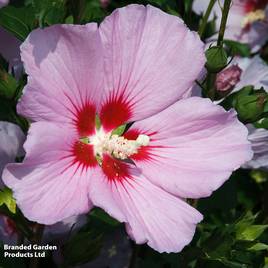 Hibiscus syriacus Pink Giant