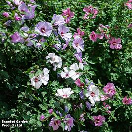 Hibiscus Mosaic