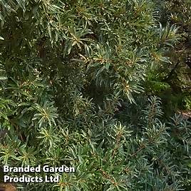 Hippophae rhamnoides Hikul