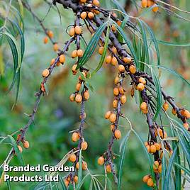 Hippophae rhamnoides Leikora