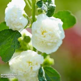 Hollyhock Chaters White