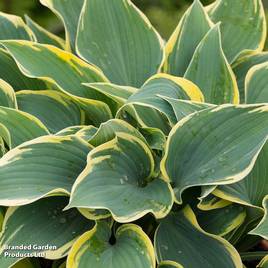 Hosta First Frost