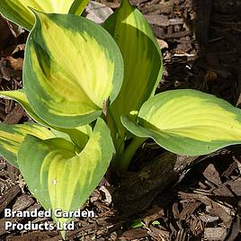 Hosta Great Expectations