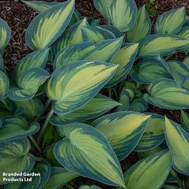Hosta June