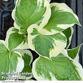 Hosta Minuteman
