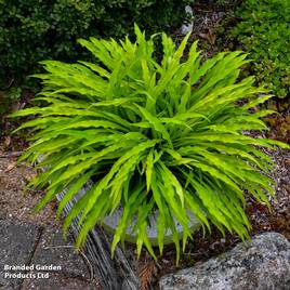 Hosta Party Streamers