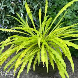 Hosta Party Streamers