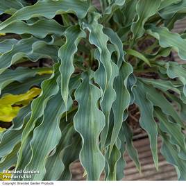Hosta Silly String