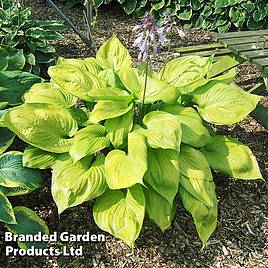 Hosta Sum and Substance