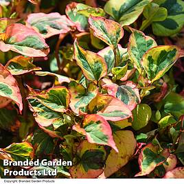 Houttuynia cordata Flame