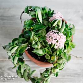Hoya carnosa Compacta