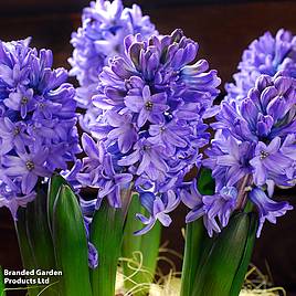 Hyacinth Delft Blue