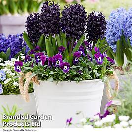 Hyacinth Midnight Mystic®