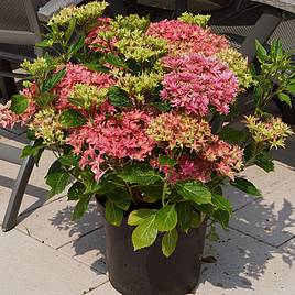 Hydrangea Princess Diana