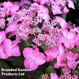 Hydrangea serrata Avelroz